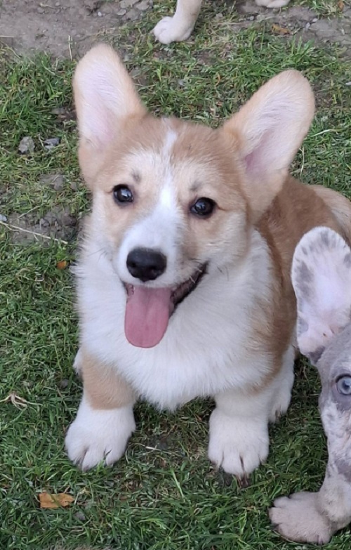 Welsh Pembroke Corgi