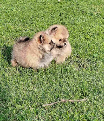 Beautiful Bo bears