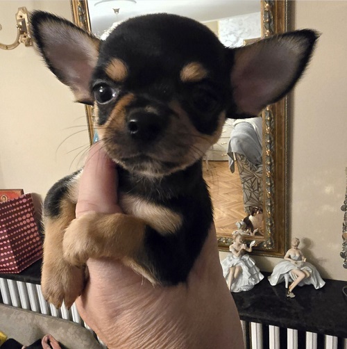 EXTRA mini chihuahua puppies