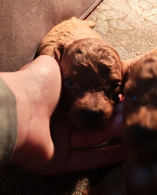 Red toy poodle, beautiful puppies