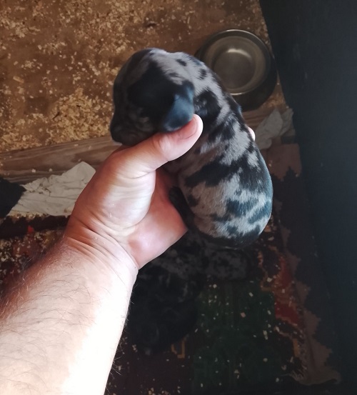DACHSHUND Puppies