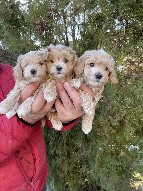 Mini maltipoo