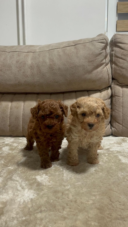 Toy poodles