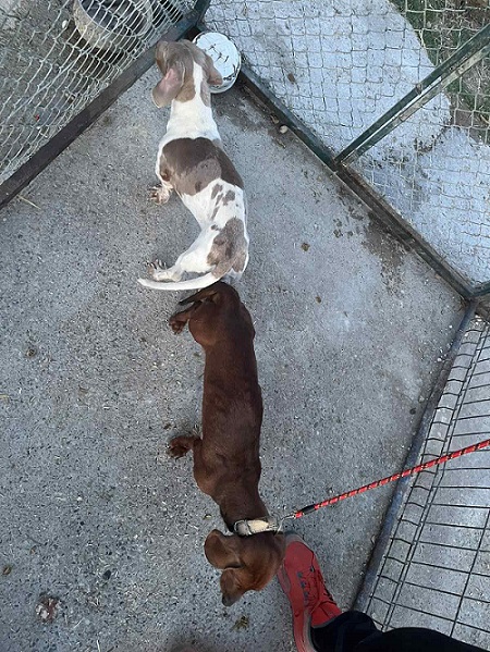 DACHSHUND Puppies