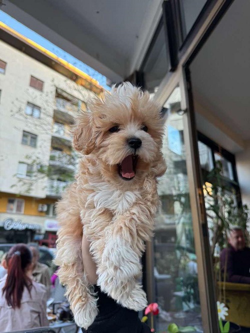 Mini maltipoo