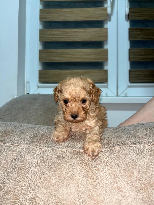 Toy poodles