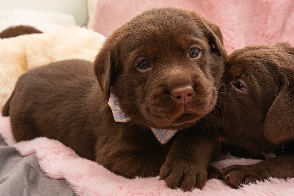 Chocolate Labrador Retriever Puppies