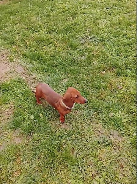 DACHSHUND Puppies
