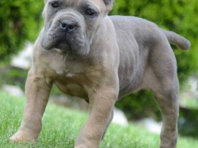 Cane Corso, top quality puppies