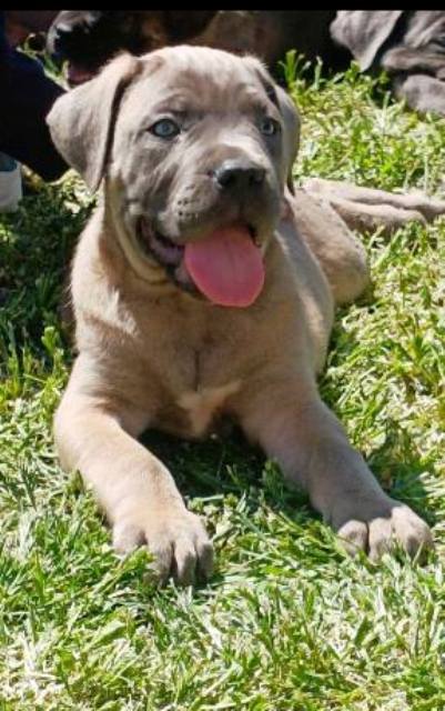 Cane Corso puppies