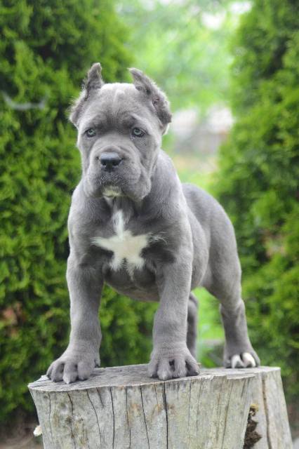 Cane Corso, top quality puppies