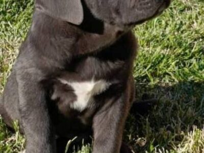 Cane Corso puppies