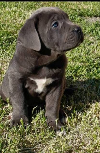 Cane Corso puppies