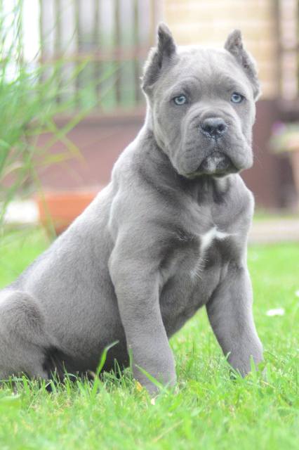 Cane Corso, top quality puppies