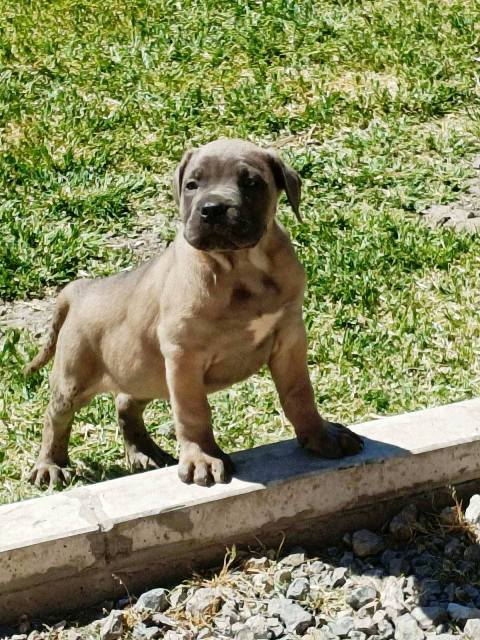Cane Corso puppies
