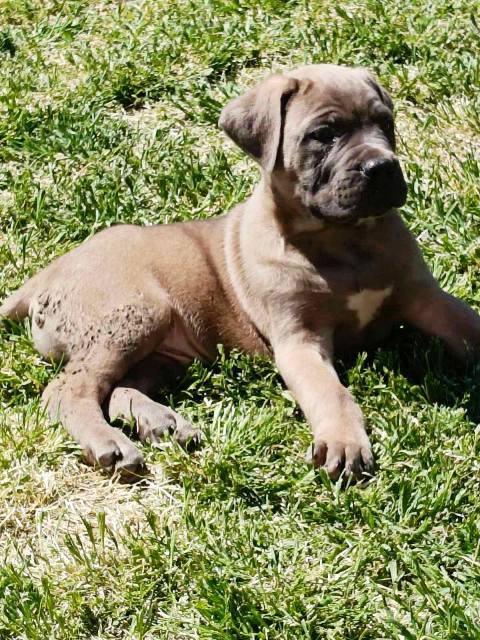 Cane Corso puppies
