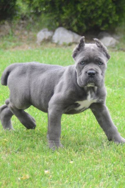 Cane Corso, top quality puppies