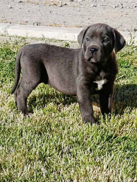 Cane Corso puppies