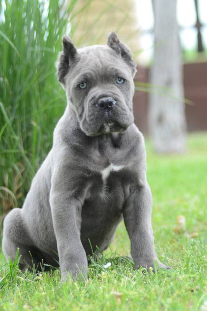 Cane Corso, top quality puppies