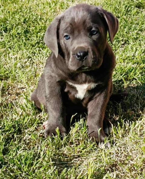 Cane Corso puppies