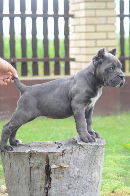 Cane Corso, top quality puppies