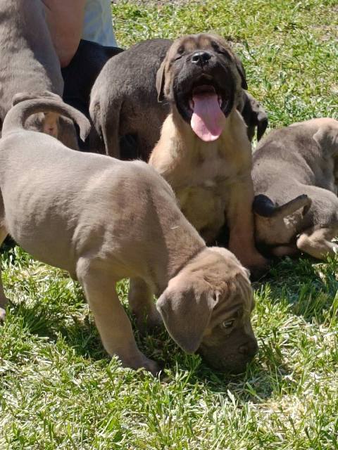 Cane Corso puppies