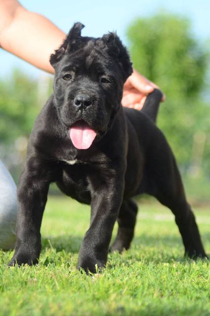 Cane Corso, top quality puppies