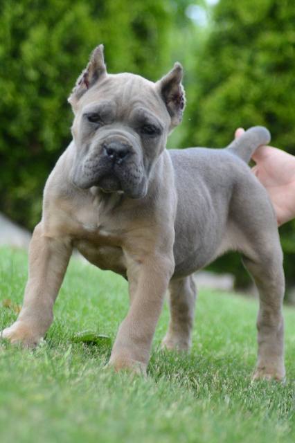 Cane Corso, top quality puppies