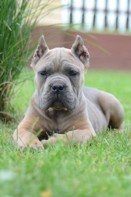 Cane Corso, top quality puppies