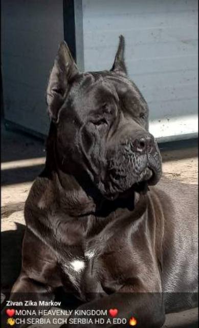 Cane Corso puppies
