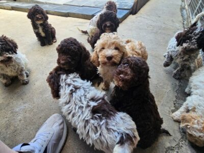 Lagotto Romagnolo puppies