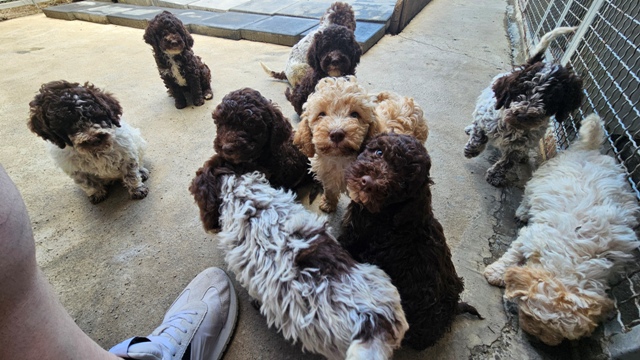 Lagotto Romagnolo puppies