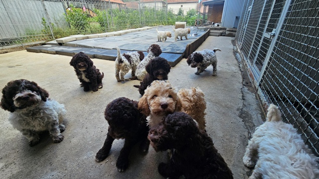 Lagotto Romagnolo puppies