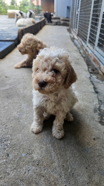 Lagotto Romagnolo puppies