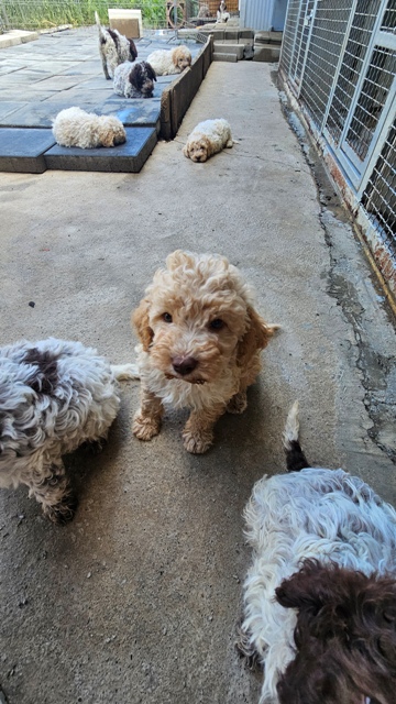 Lagotto Romagnolo puppies