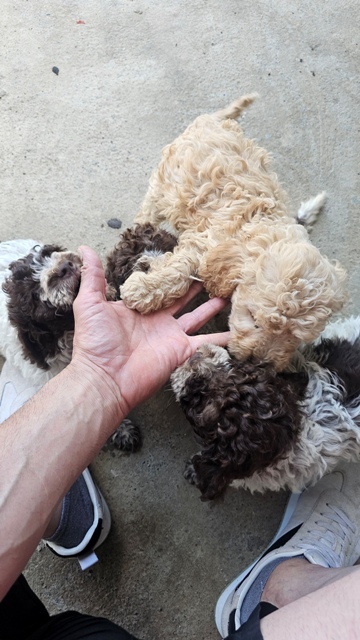 Lagotto Romagnolo puppies