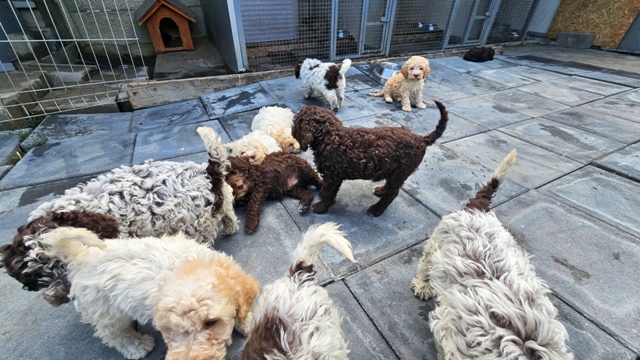 Lagotto Romagnolo puppies