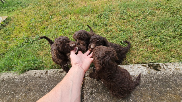 Lagotto Romagnolo puppies
