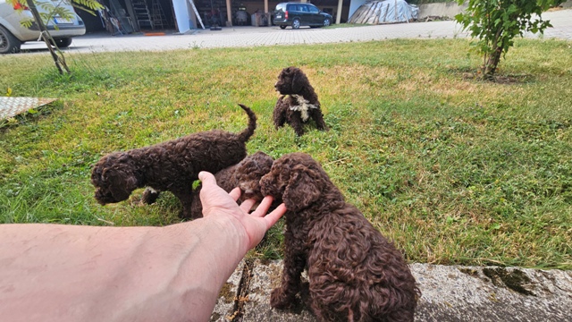Lagotto Romagnolo puppies