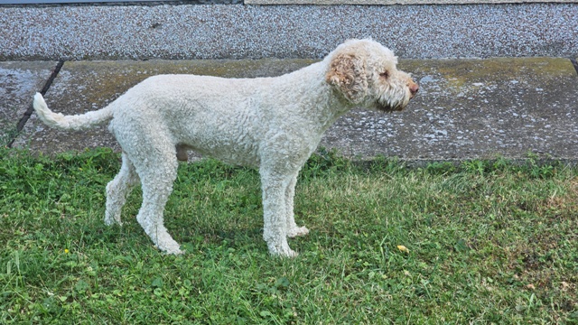Lagotto Romagnolo puppies