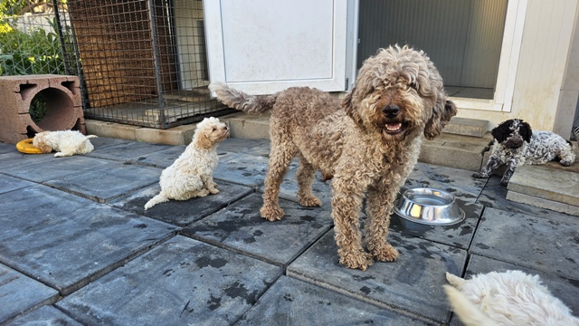 Lagotto Romagnolo puppies