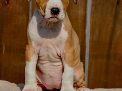 American Staffordshire Terrier