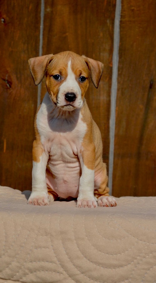 American Staffordshire Terrier