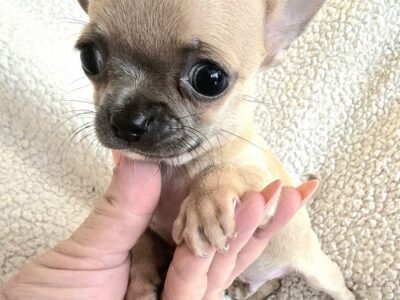 Top quality EXTRA MINI Chihuahua puppies