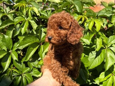 BEAUTIFUL RED MINI POODLES