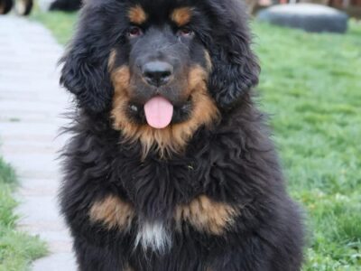 Tibetan mastiff, puppies