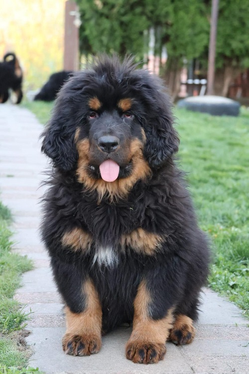Tibetan mastiff, puppies