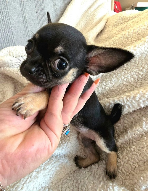 Top quality EXTRA MINI Chihuahua puppies