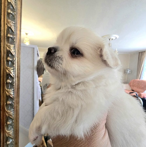 Top quality EXTRA MINI Chihuahua puppies