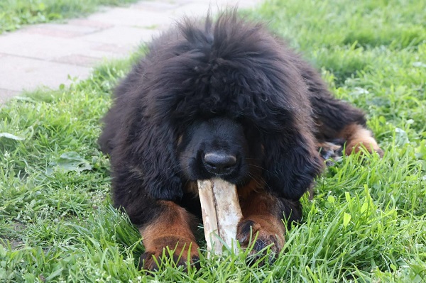 Tibetan mastiff, puppies